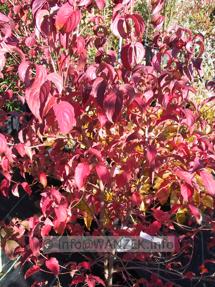 Cornus kousa chinensis - Herbst.JPG